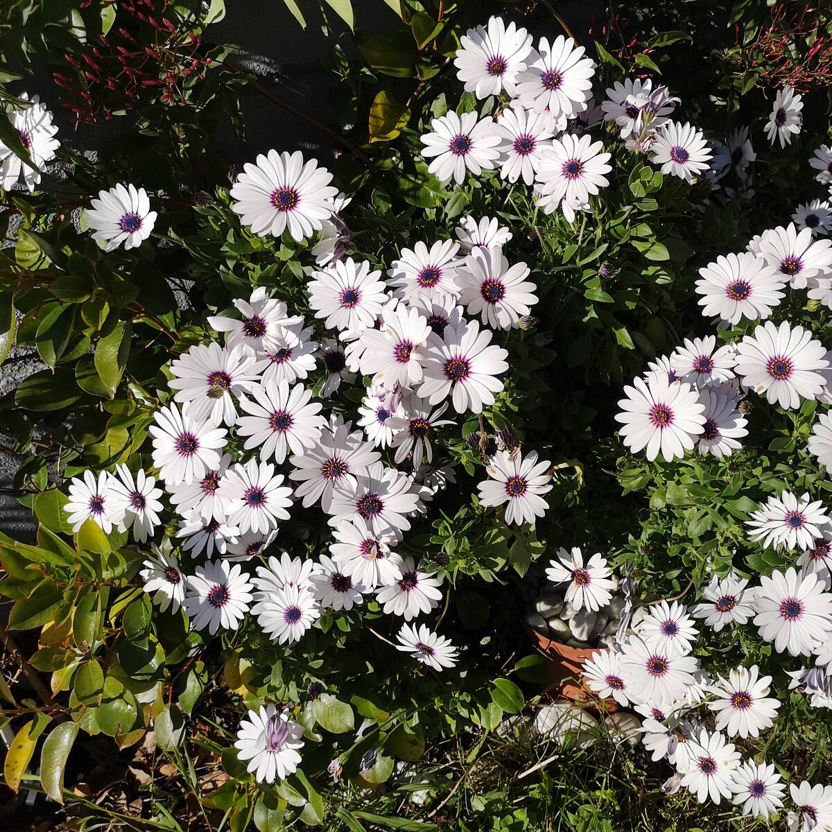 La primavera será calurosa y normal en cuanto a lluvias en Cantabria