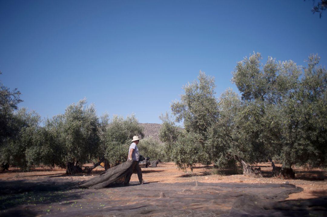 Recogida de la aceituna