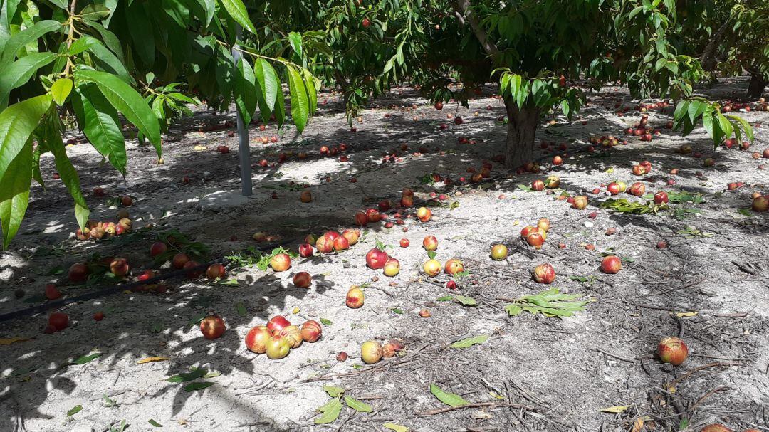 Las lluvias de comienzos de mayo pasan factura a la fruta de hueso