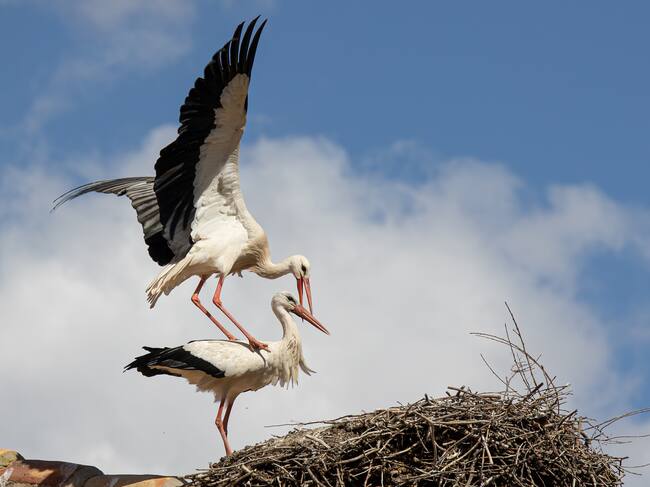 GRAF9018. ALFARO (LA RIOJA), 16/04/2023.- El cielo de Alfaro (La Rioja) revive esta primavera el "crotoreo" del millar de ejemplares de cigüeña blanca llegadas desde África, en cuya Colegiata de San Miguel se asienta la mayor colonia urbana de Europa de esta especie en un único edificio, con más de un centenar de parejas.- EFE/Raquel Manzanares