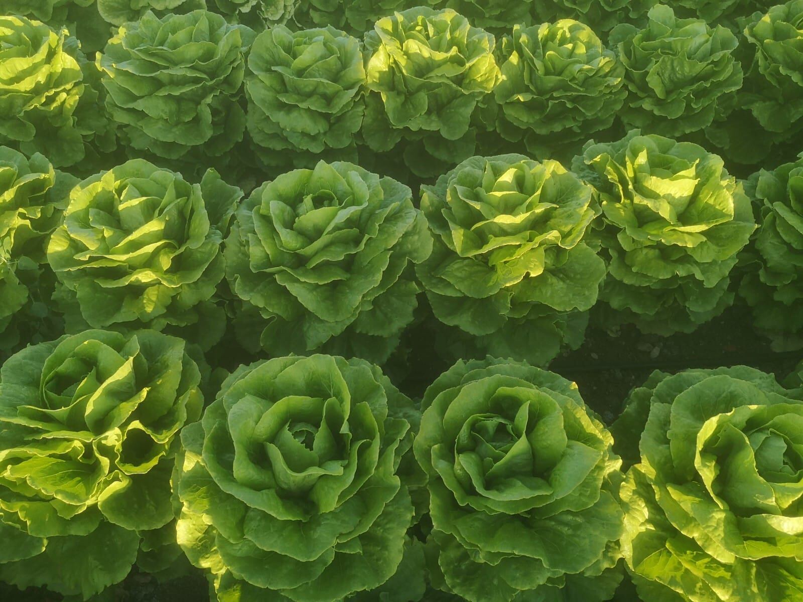 Lechugas en la huerta de los Hermanos Pino en Cabra