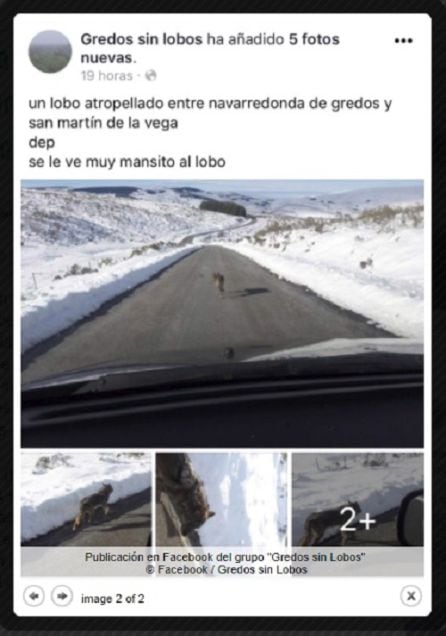 Pantallazo de la publicación en el grupo de Facebook &#039;Gredos sin lobos&#039;