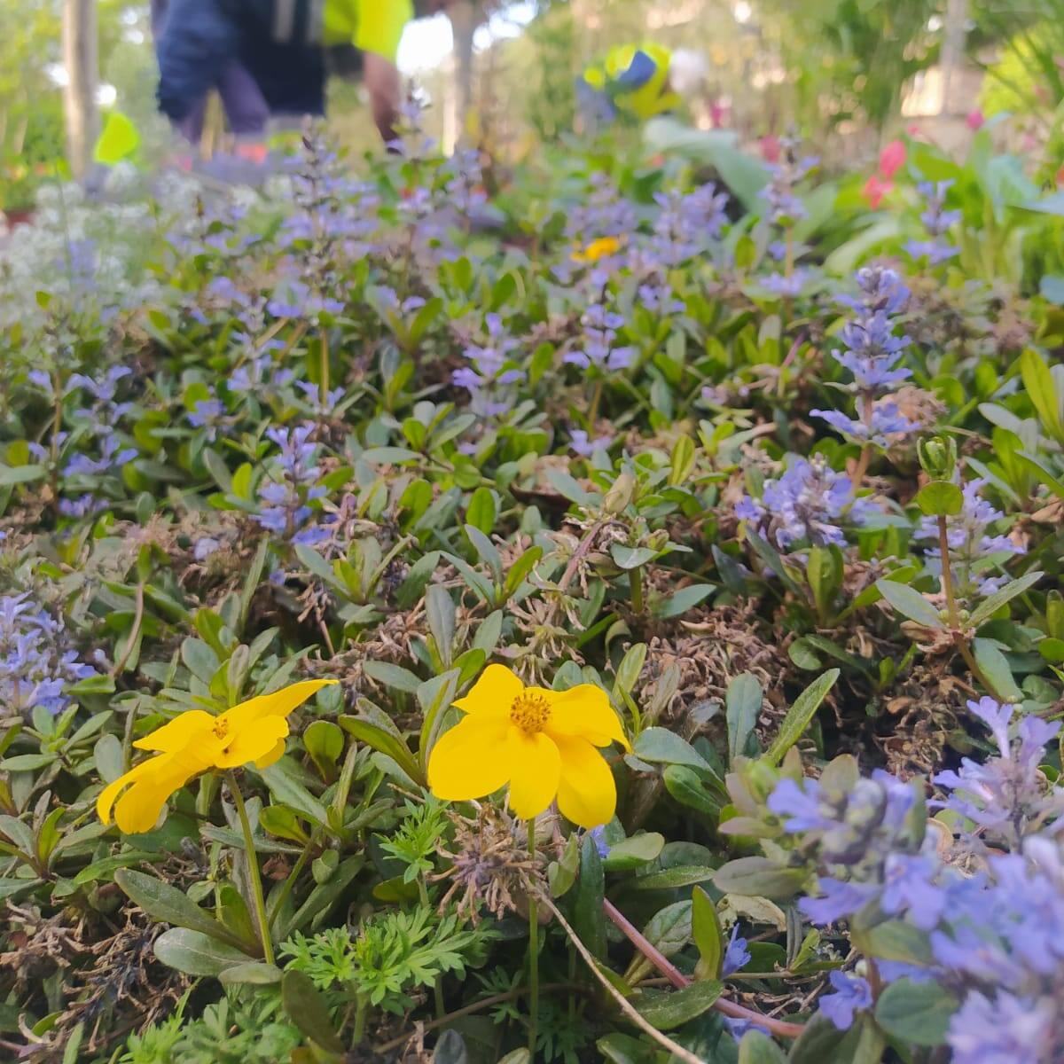 Más de 1.600 plantas de 70 especies dan un nuevo color a Huesca