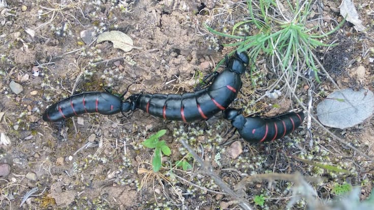 El peligroso escarabajo que te puedes topar en el Bierzo