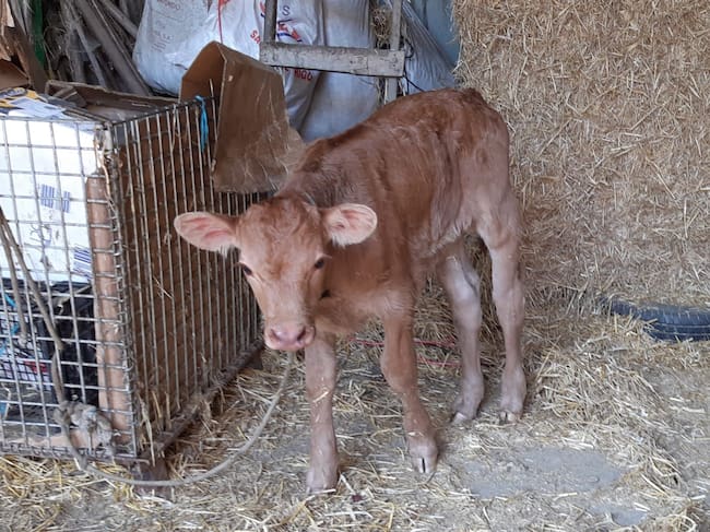 Detalle de un ternero de un día nacido en Larrabide