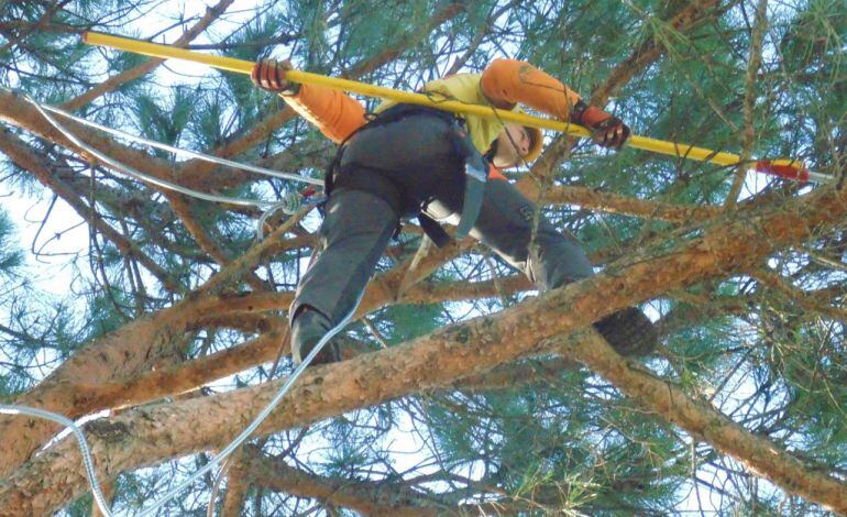 Un hombre lleva a cabo trabajos en un pino