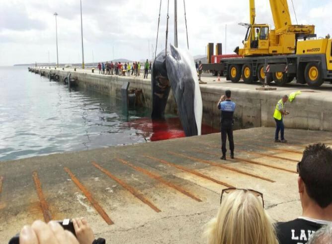 Ejemplar de Rorcuato Común en el muelle de cruceros de Puerto del Rosario