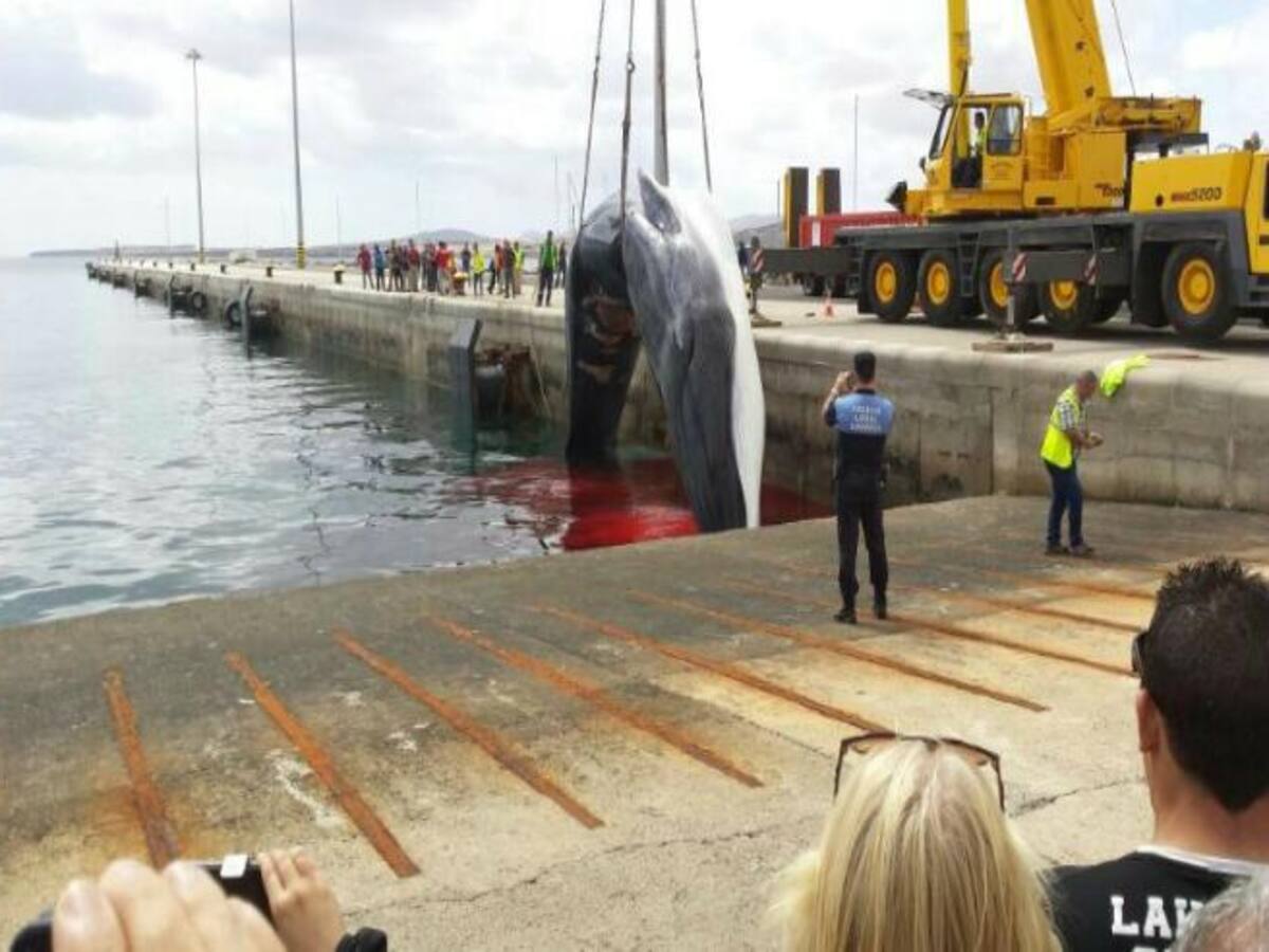 Una ballena de 20 metros y 30.000 kilos