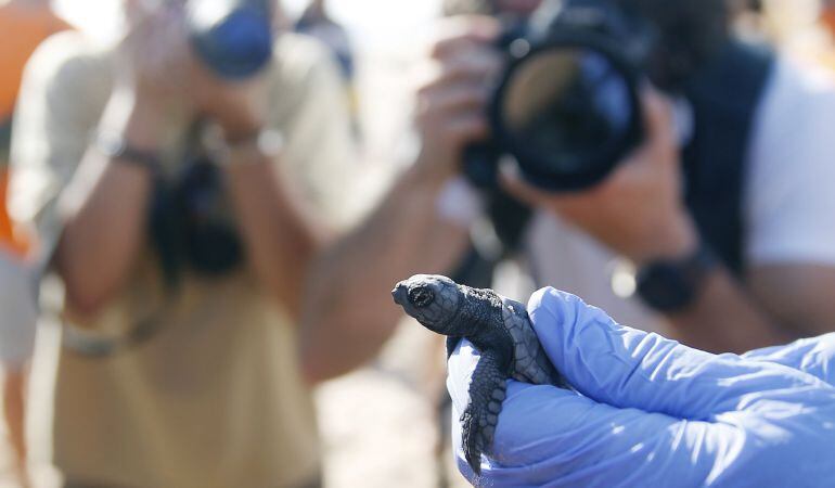 Una de las tortugas boba nacida en el nido custodiado de El Saler (Valencia).