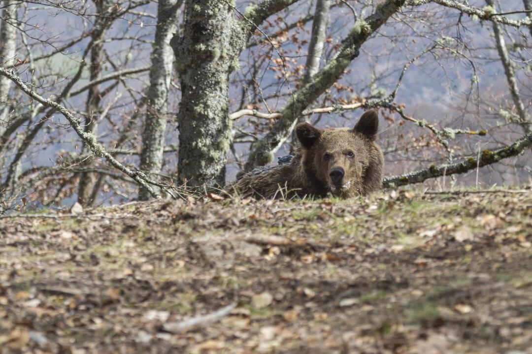 Ejemplar de oso pardo en los montes asturianos