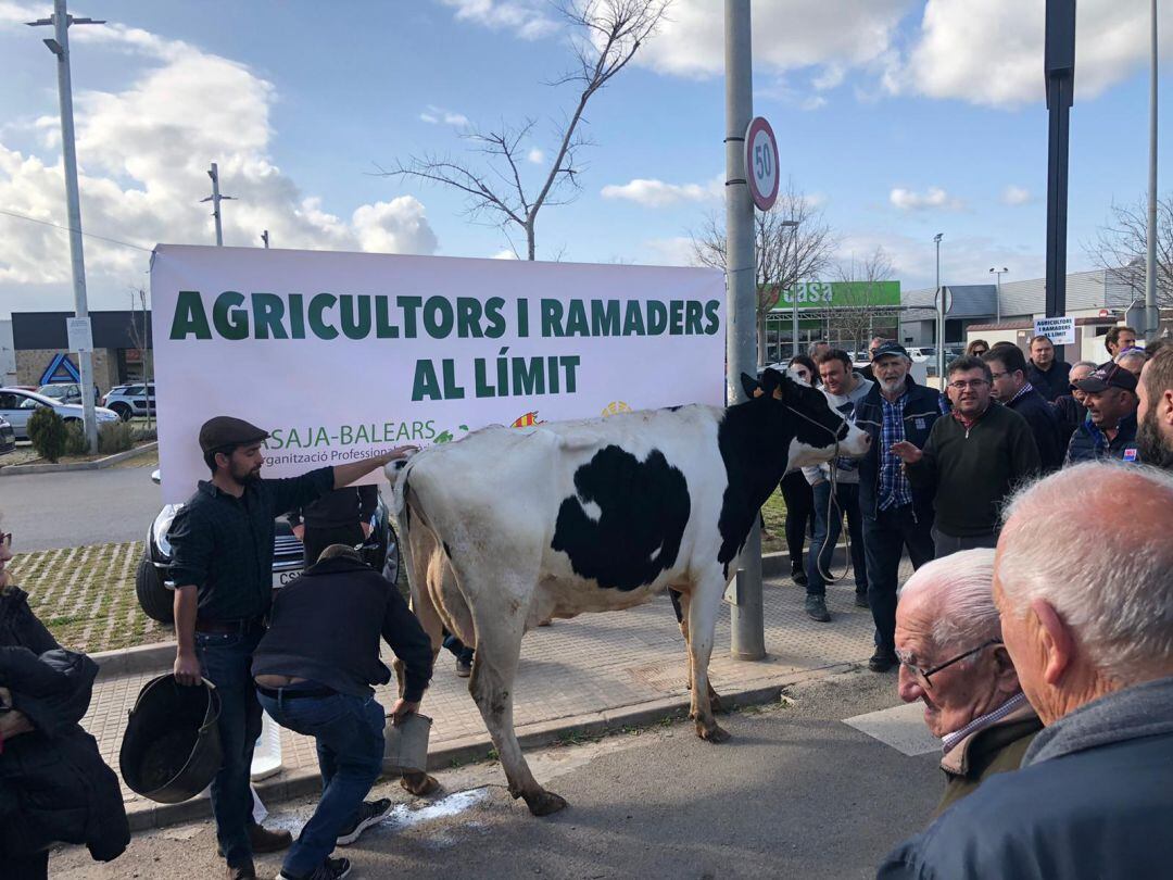 Agricultores y ganaderos de Mallorca expresan sus reivindicaciones en Campos.