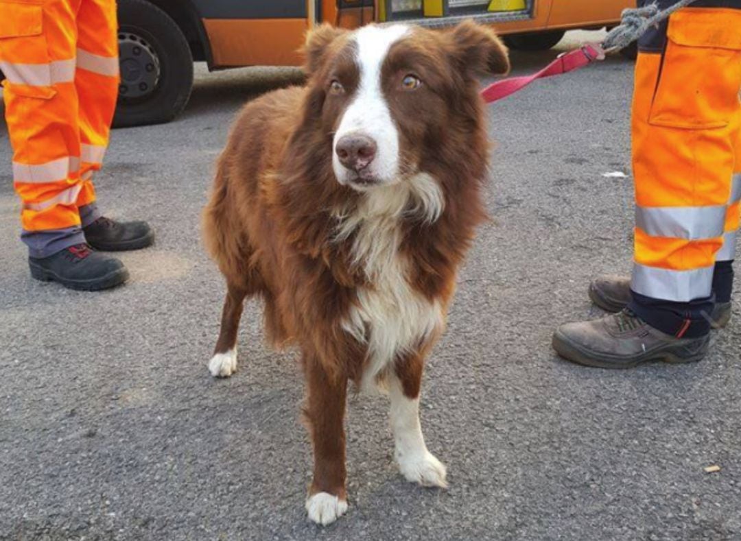 Los agentes conocieron la historia del perro cuando pudieron hablar con su dueño