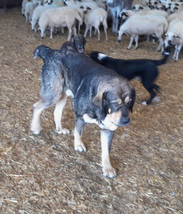 Mastín en la finca de Tablares