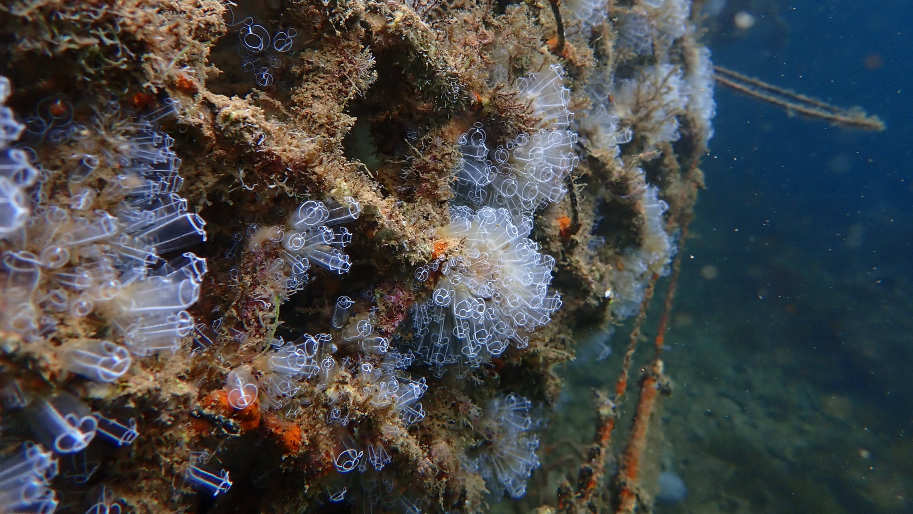 Baleària y Marina Dénia instalarán micro arrecifes para la restauración de la biodiversidad marina