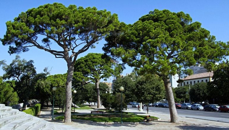 Árboles monumentales de la ciudad de Valencia