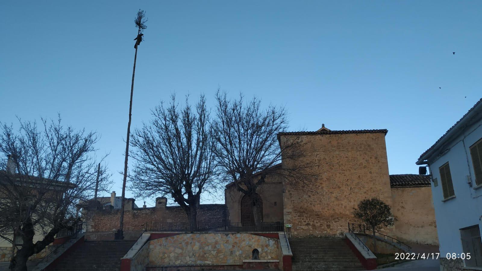 El pino del judas de Portilla (Cuenca).