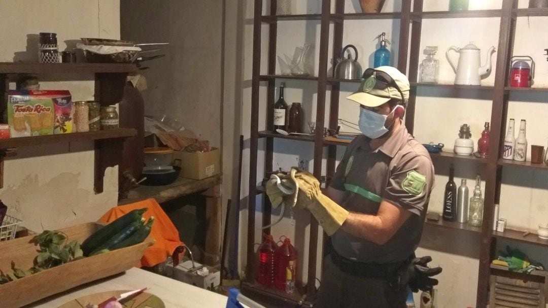 Capturan una culebra de escalera en una vivienda de Navafría