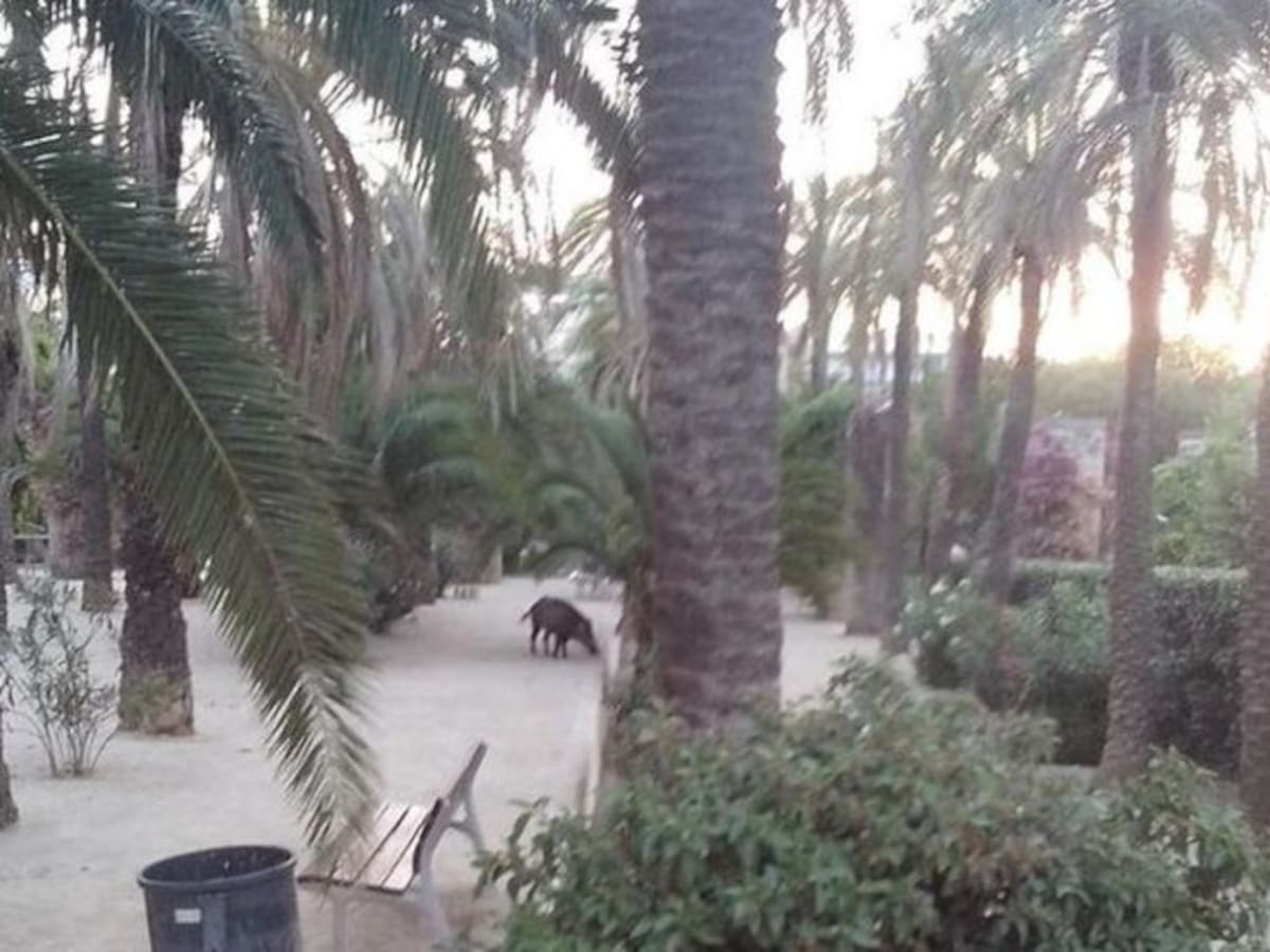 Abatut un senglar a l'Eixample