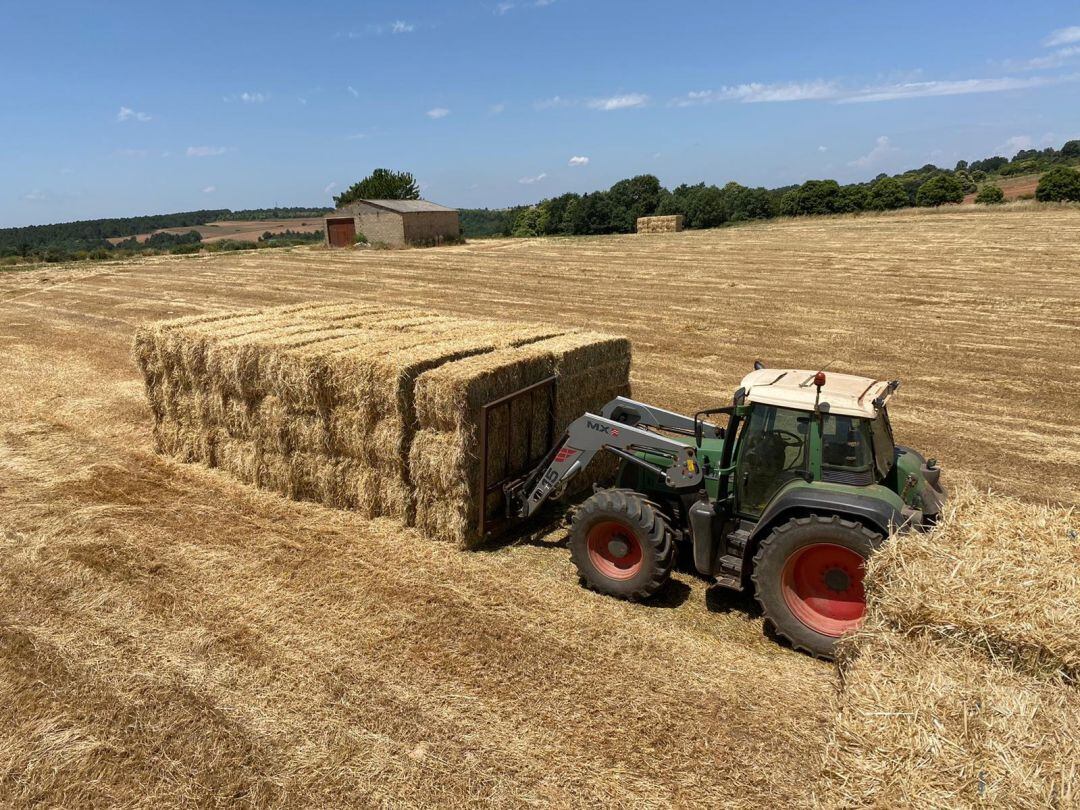 Forestalia necesita 70.000 toneladas de paja al año para alimentarse