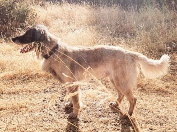 Limón, uno de los perros de rescate de la Unidad Canina de Rescate del Consorcio Provincial de Extinción de Incendios de Córdoba