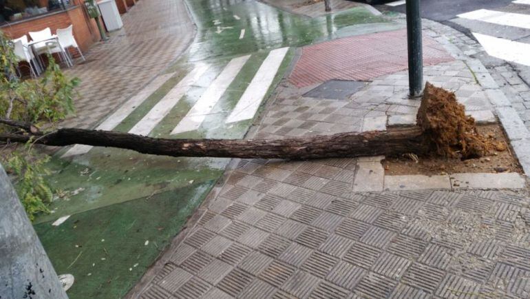 El temporal en Sevilla ha dejado durante el fin de semana unas 60 incidencias