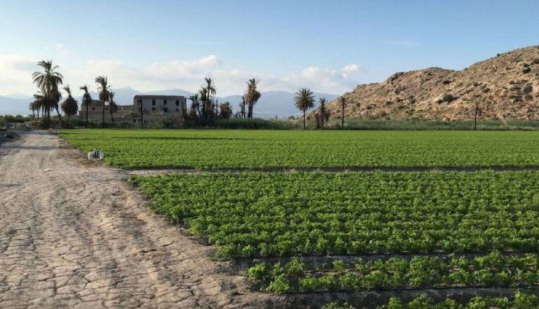 Las lluvias del Puente de San José han beneficiado a todos los cultivos y dan un respiro al campo alicantino 