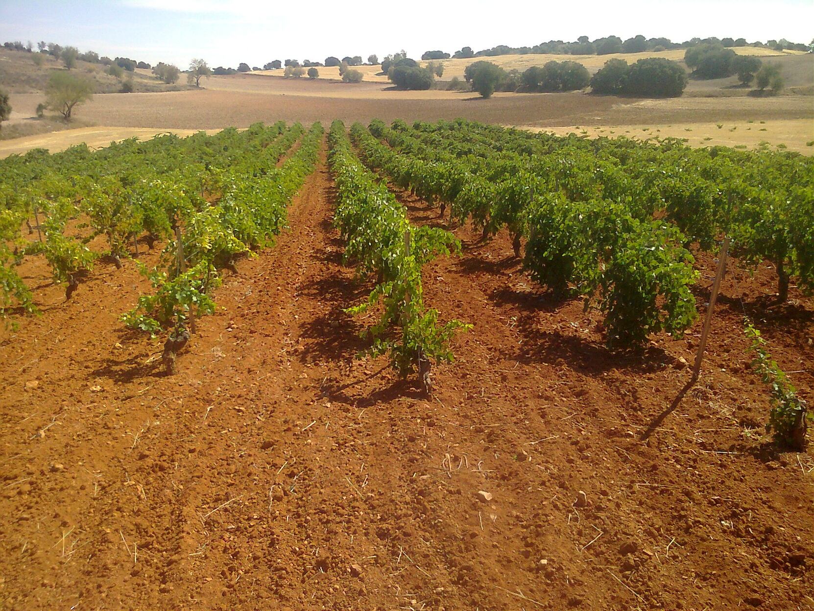 Viñedos en la DO Mondejar, Guadalajara