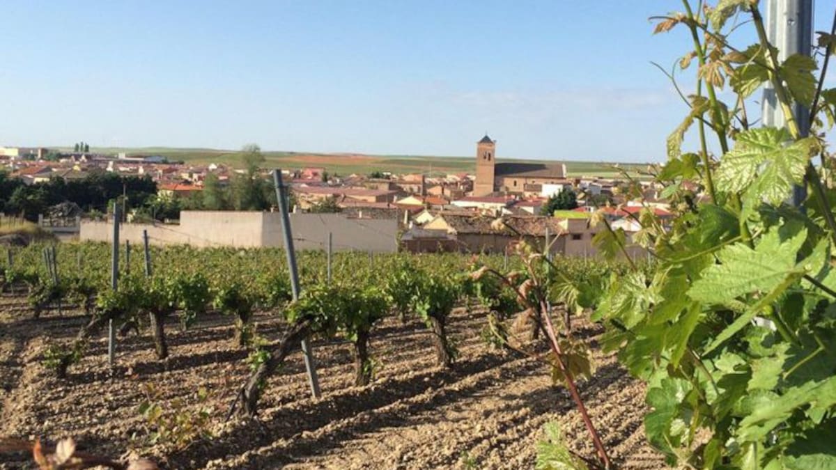 Juanjo Carracedo, viticultor de La Seca: "El pedrisco ha hecho daño, pero lo que más nos preocupa es el tratamiento para el mildiu"