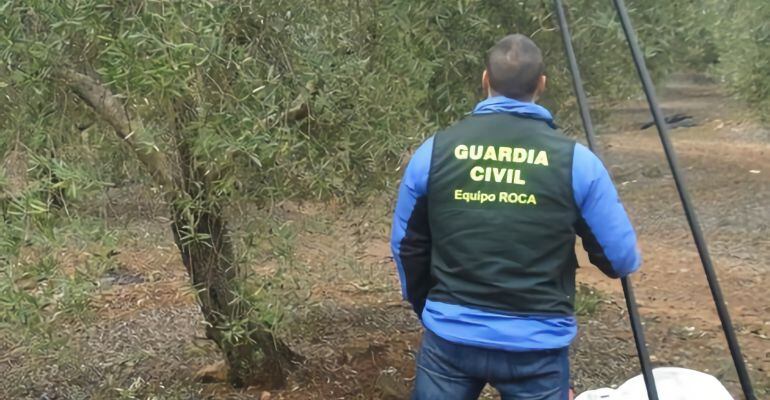 Un guardia civil frente a uno de los olivos cuyo fruto fue robado.