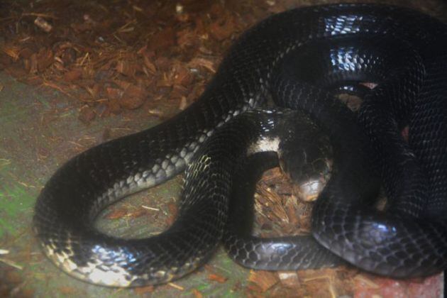 Imagen de una las cobras que ya se encuentran en el parque de la naturaleza de Benidorm