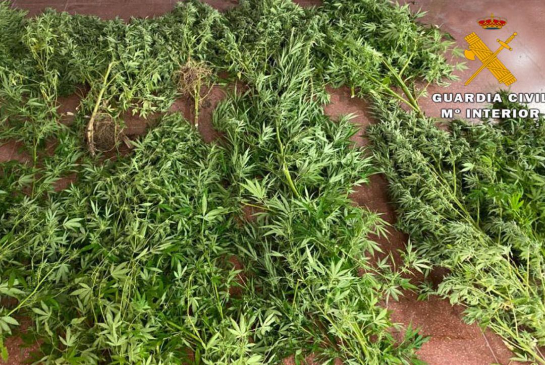 Imagen de la droga incautada