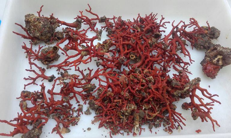 Corall comissat per la policia.