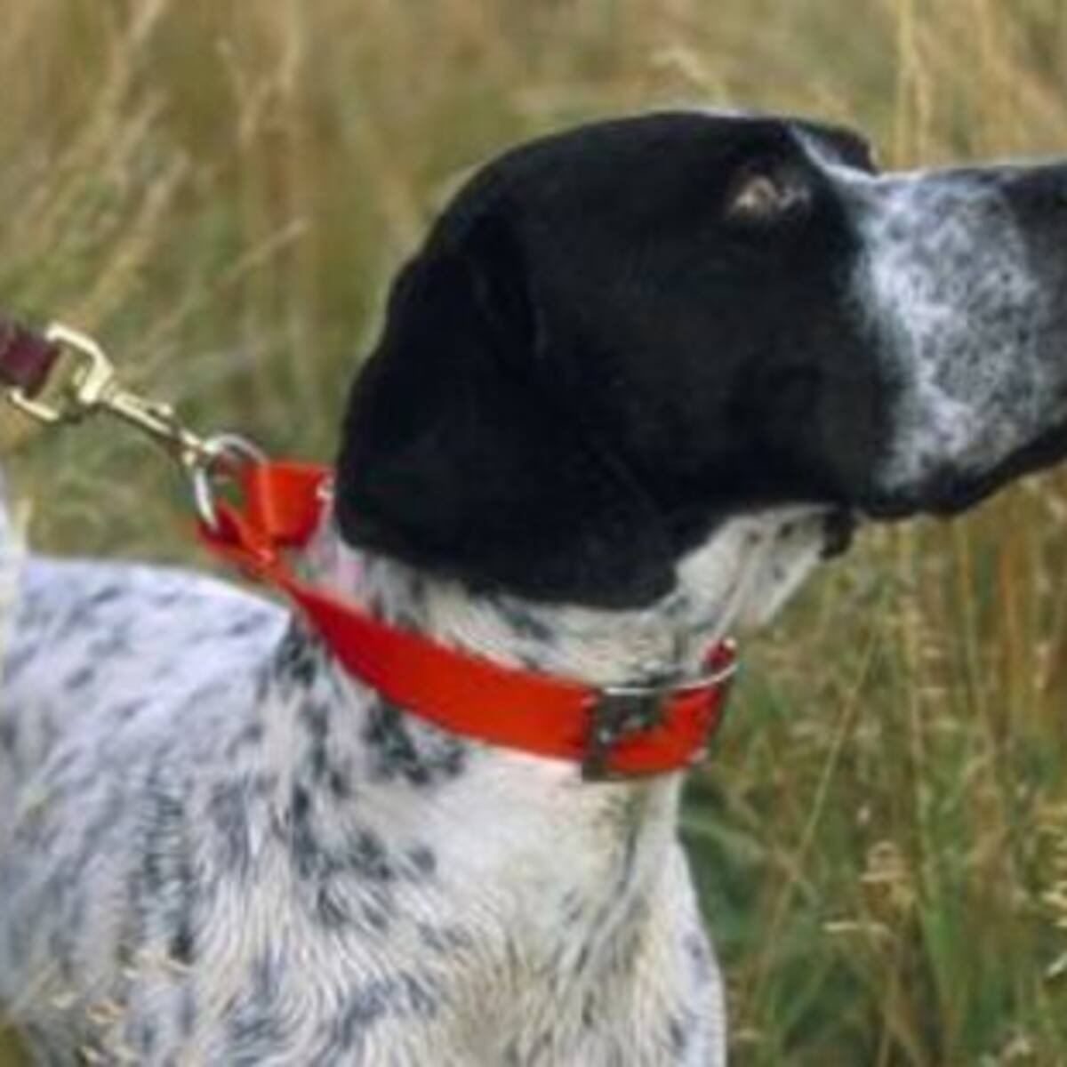 El Gobierno de Sánchez recurre la Ley de Caza de Castilla-La Mancha