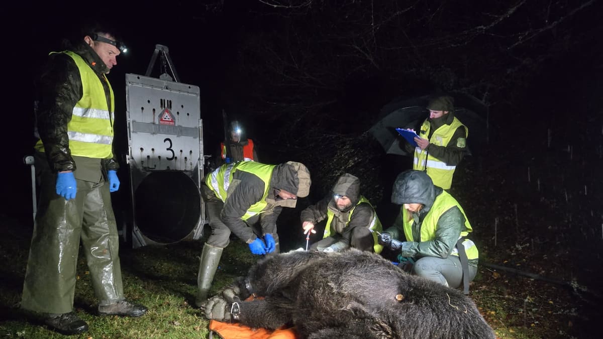 Un estudio revela que el calor afecta a las decisiones de movilidad del oso pardo cantábrico