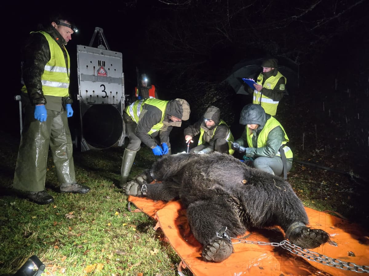 Un estudio revela que el calor afecta a las decisiones de movilidad del oso pardo cantábrico