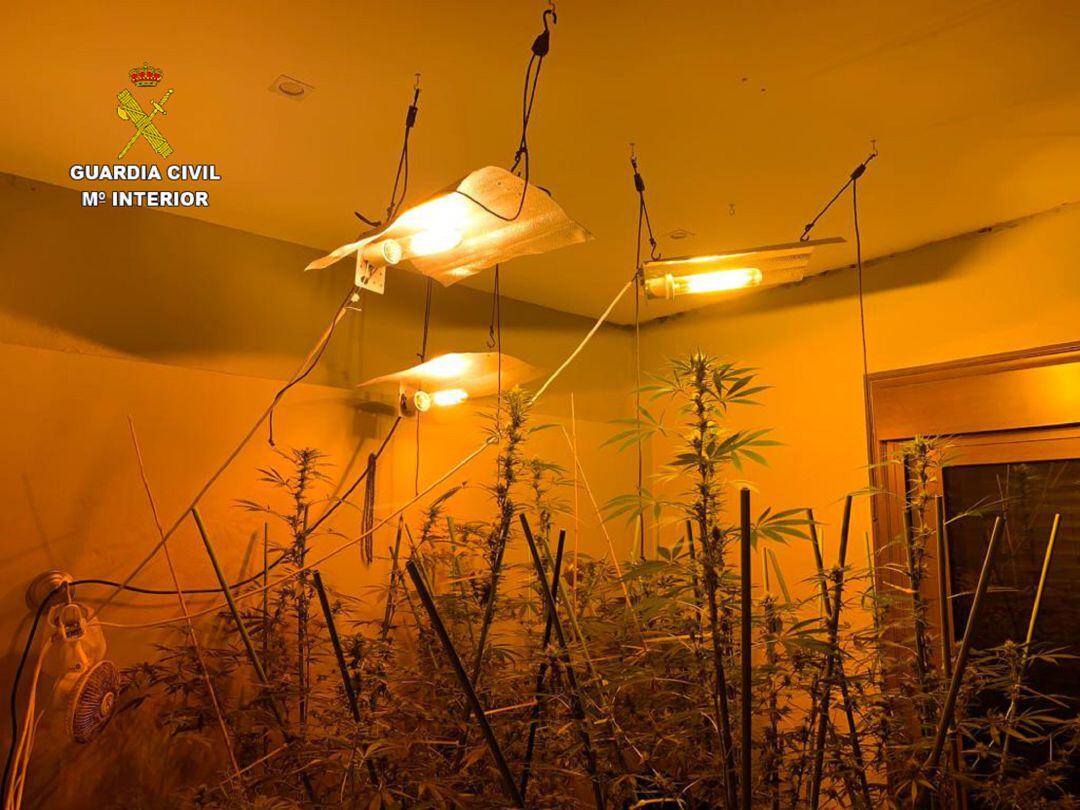 La Guardia Civil localizó la plantación en una vivienda ubicada en Montaña Blanca, término municipal de Teguise.