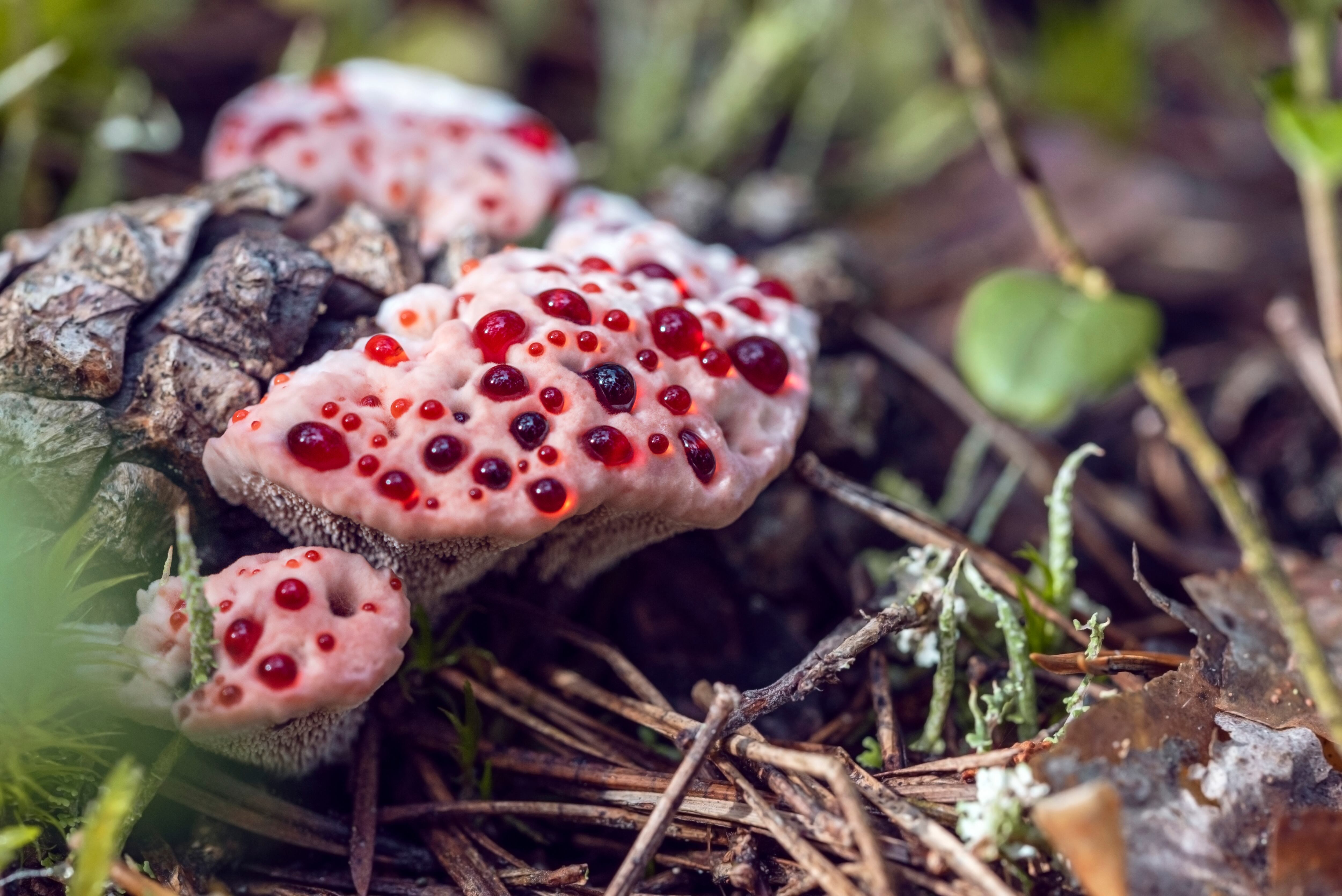 Aunque la seta que sangra (Hydnellum peckii) parece un merengue con mermelada de fresa, presenta mal sabor y no está recomendado su consumo.