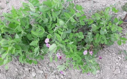 Imagen de plantación de guisante tirabeque en Heco Huerto Sax