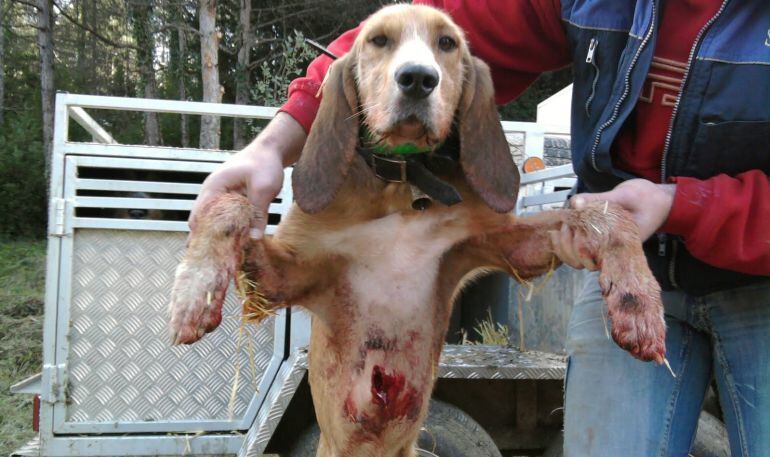 Aquestes ferides les ha causat un senglar de 70 kg.