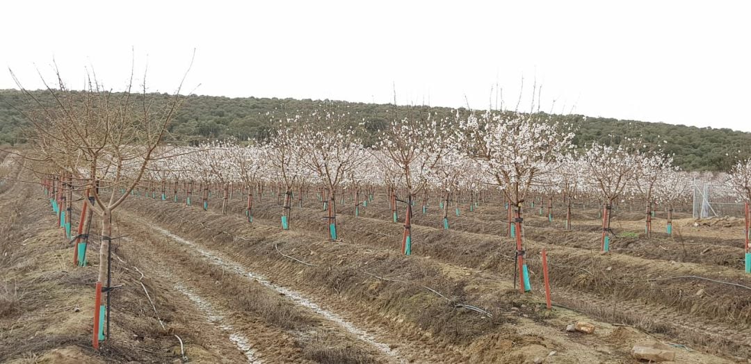 Plantación de almendros en Extremadura