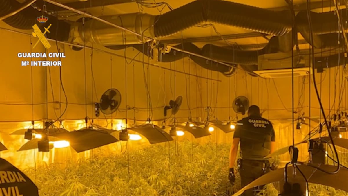 "El reproche penal por cultivar cannabis en España es muy bajo, el binomio riesgo-beneficio es poco arriesgado”