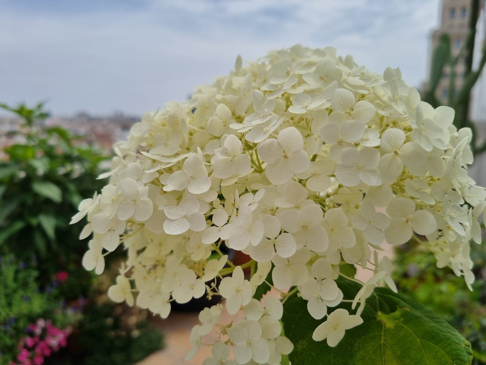 Hortensia de flor blanca