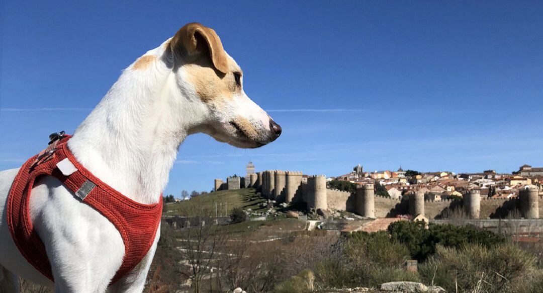 Imagen de la campaña de Pipper en Ávila
