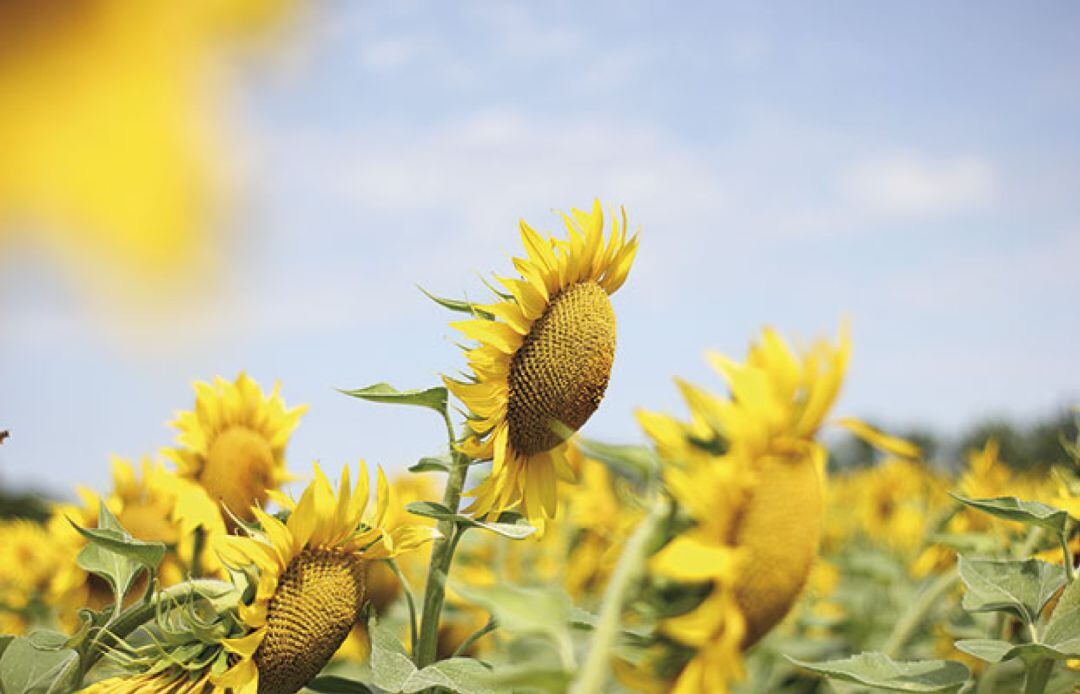 Actúalmente solo quedan en Málaga unas 1. 200 hectáreas de girasol, frente a las 5.000 registradas en 2015