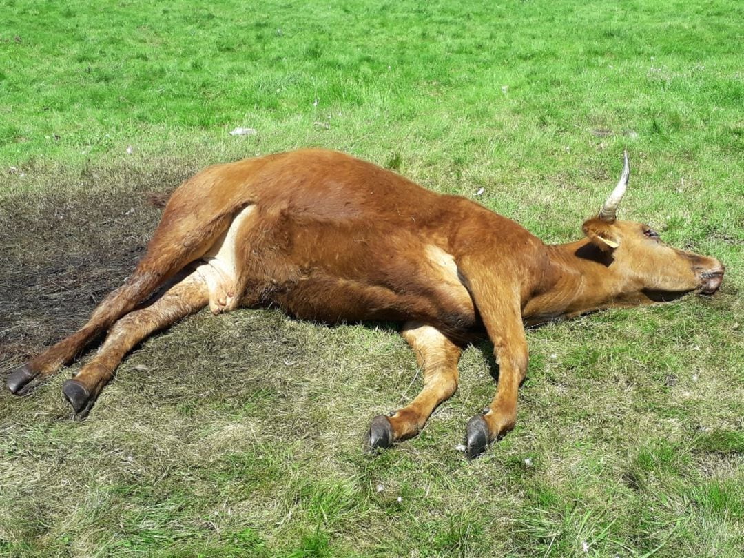 Imagen de la vaca atacada por los buitres en Arcillo de Sayago