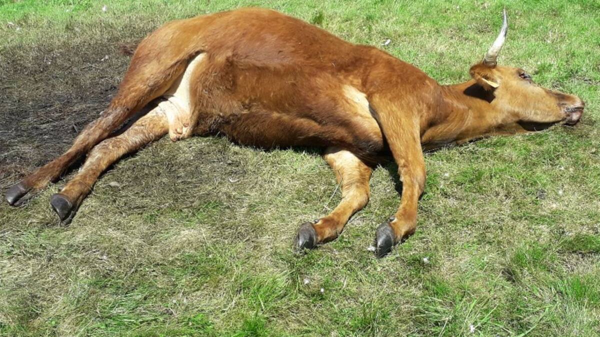 Los buitres atacan una explotación ganadera en Arcillo