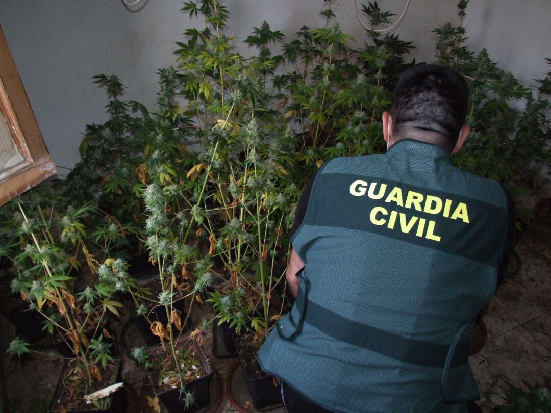 Plantación de marihuana incautada en Alcaudete