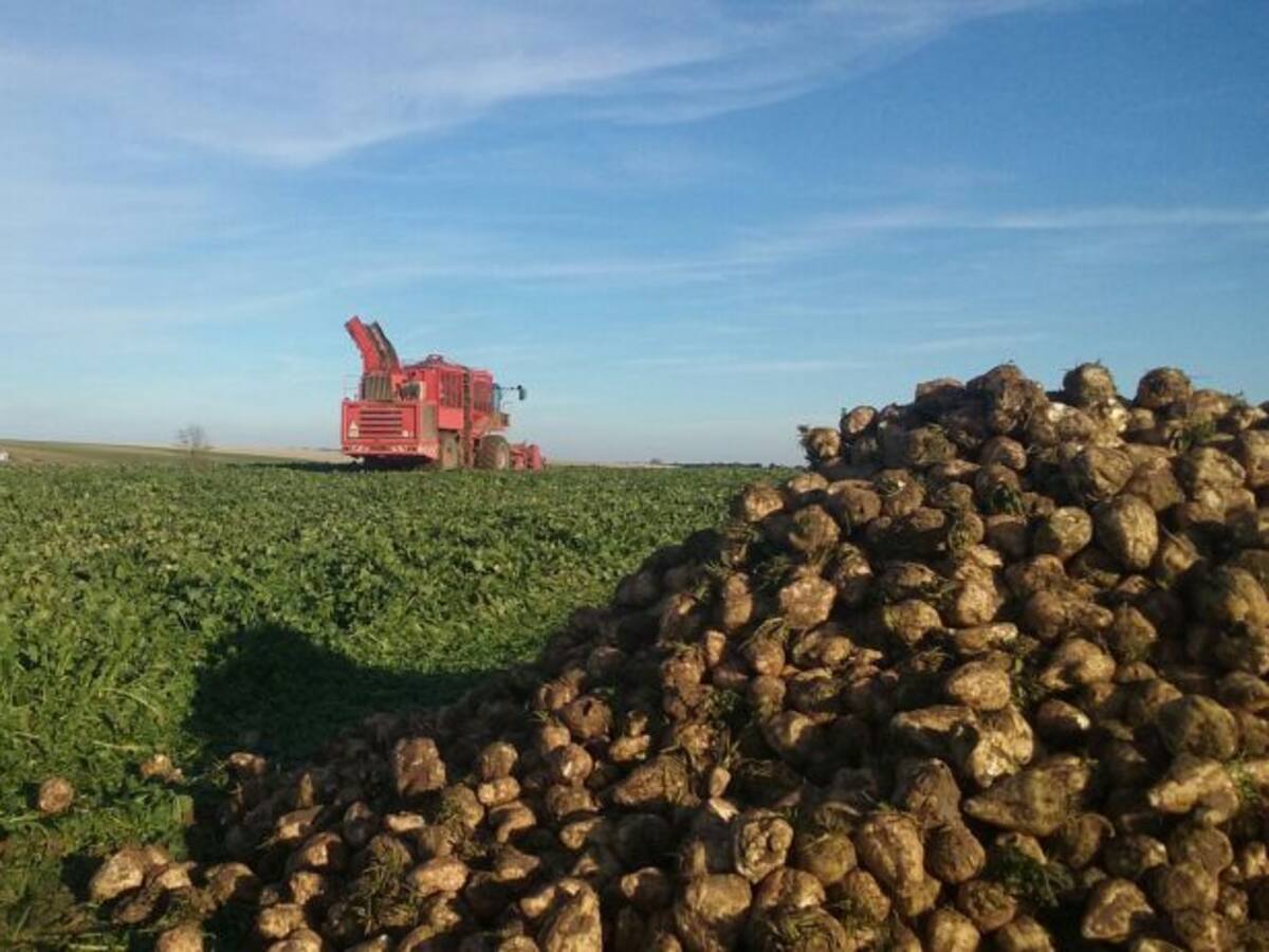Alejandro: "Trabajo por la noche cuidando mis remolachas. Me he quedado dormido en el coche y he notado una presencia"