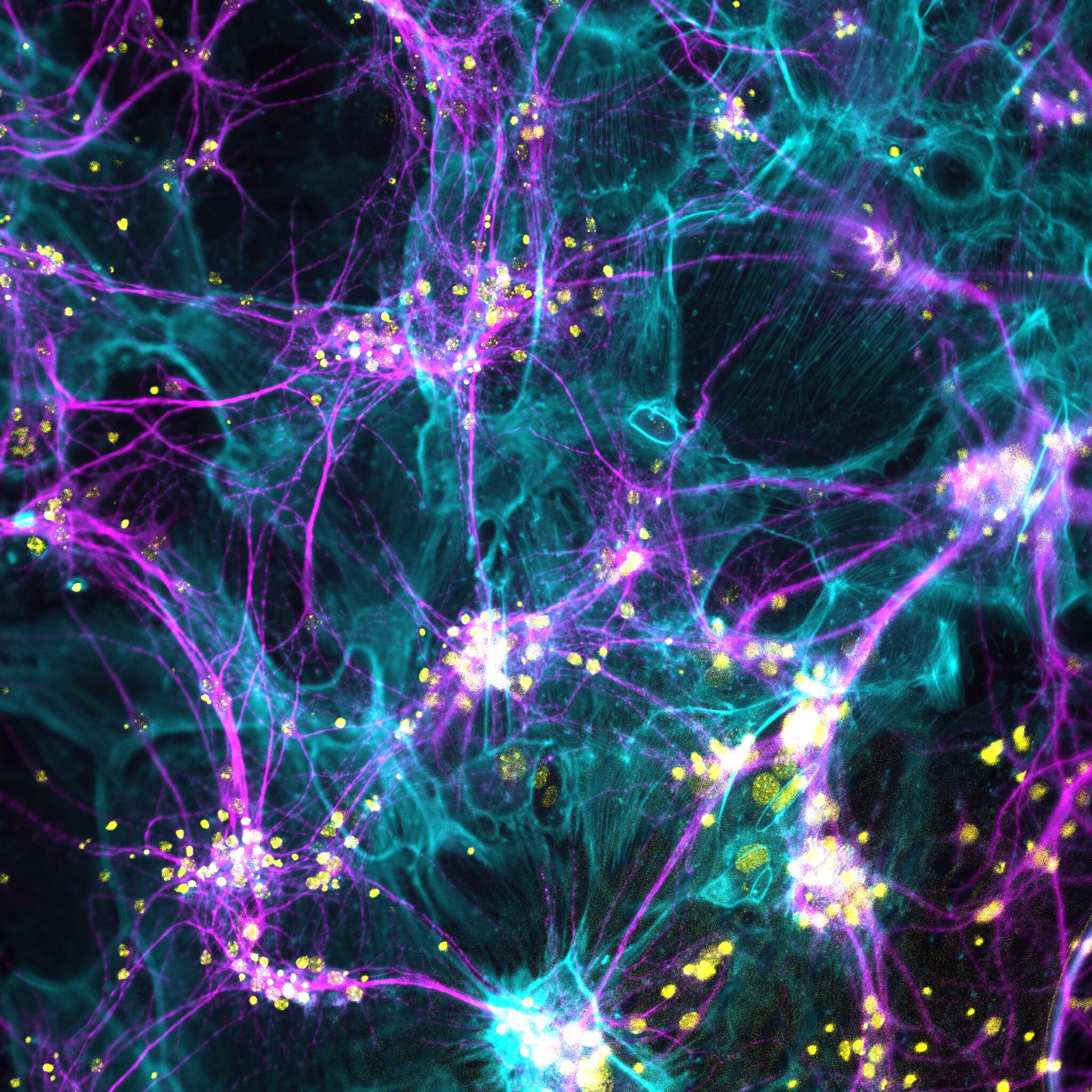 Detalle de la investigación