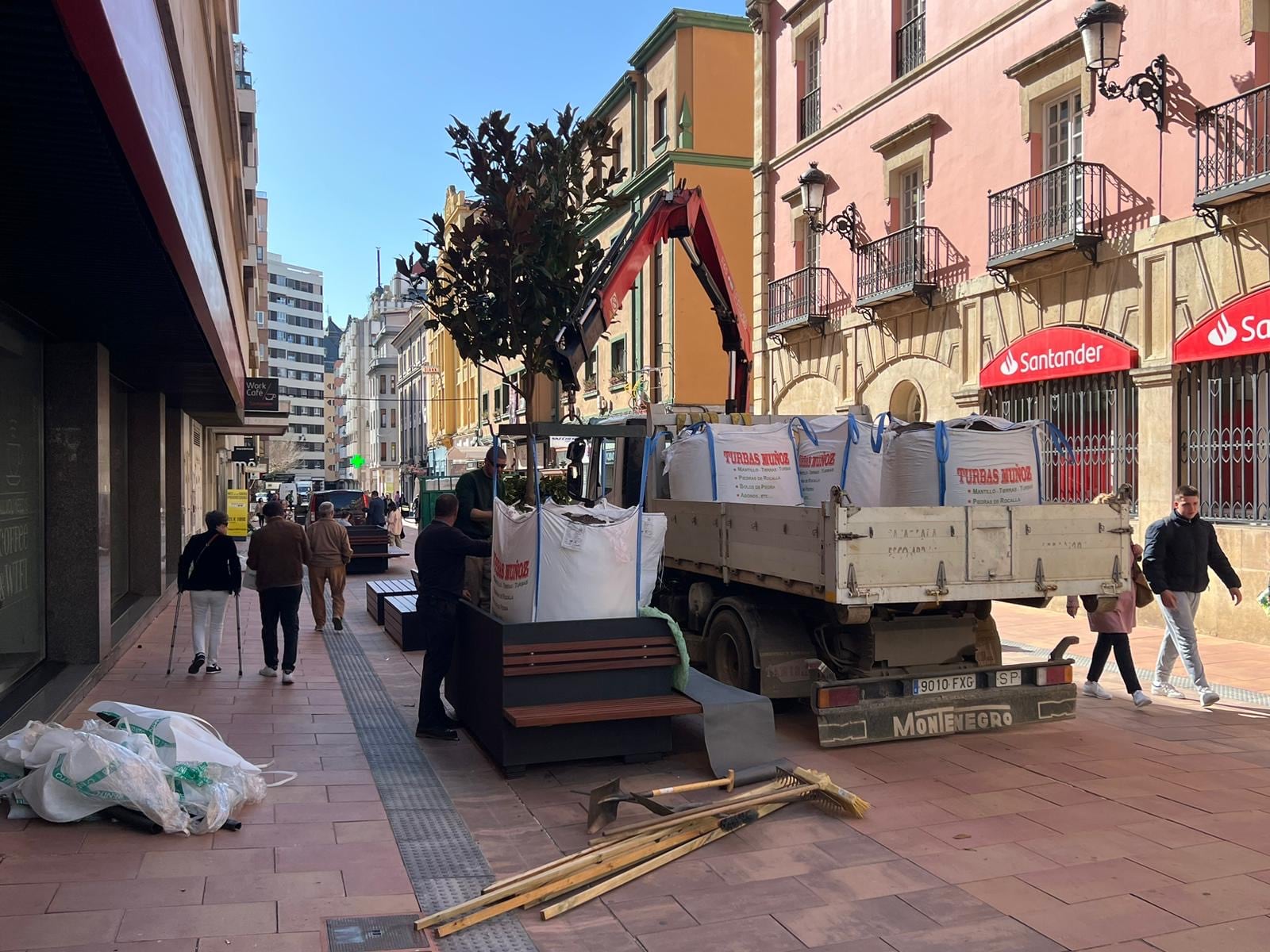 Instalación de los magnolios en la calle Gil y Carrasco de León